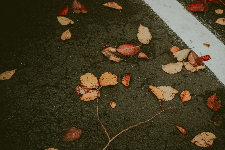 there are leaves lying on the ground near the road