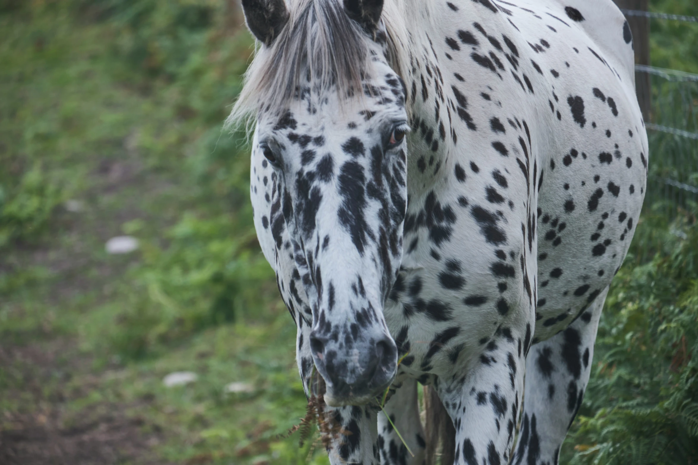 a close up of a horse grazing in the grass