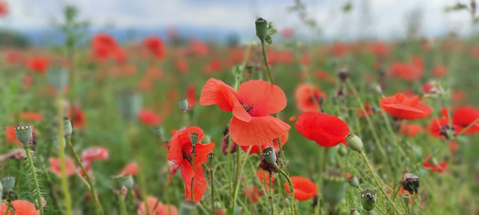 some red flowers and grass and clouds