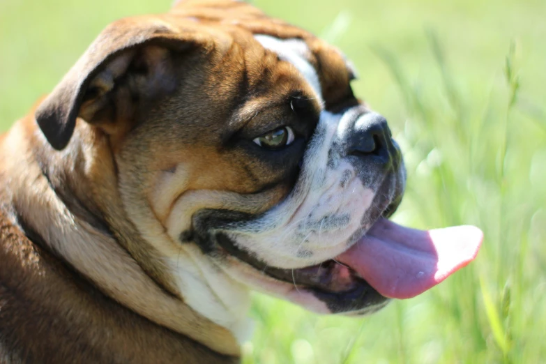 a boxer dog panting with it's tongue hanging out