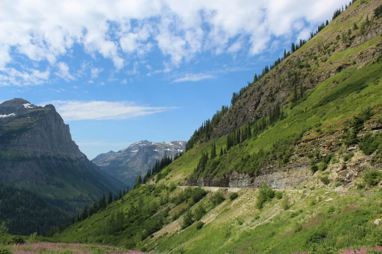 two horses walking on the side of a lush green hillside