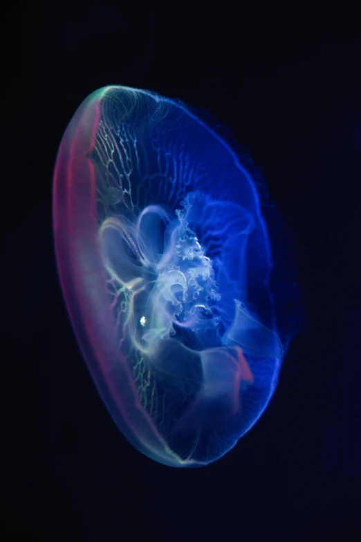 the underside of an ocean jellyfish in blue and red light