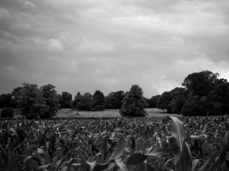 black and white picture of corn field on cloudy day