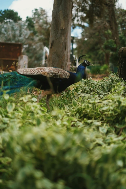 a peacock standing in a grass covered field next to a tree