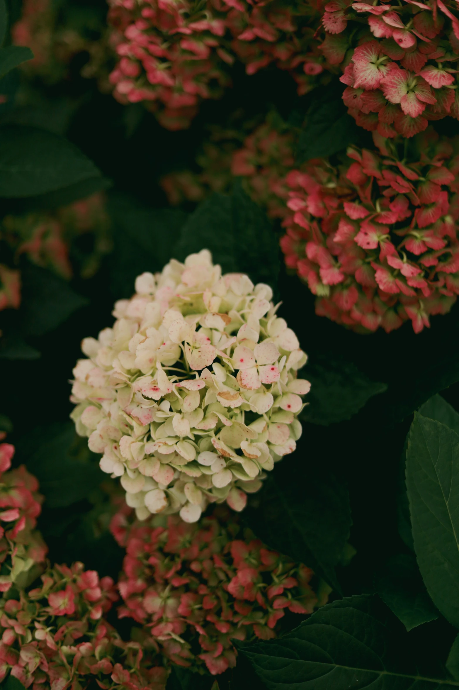 many different pink flowers blooming in the shrubbery