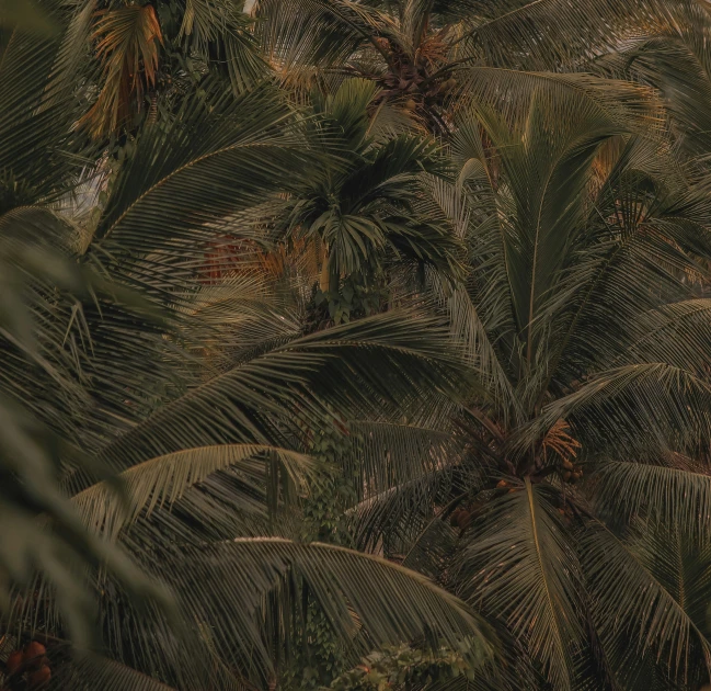 an image of a group of palm trees