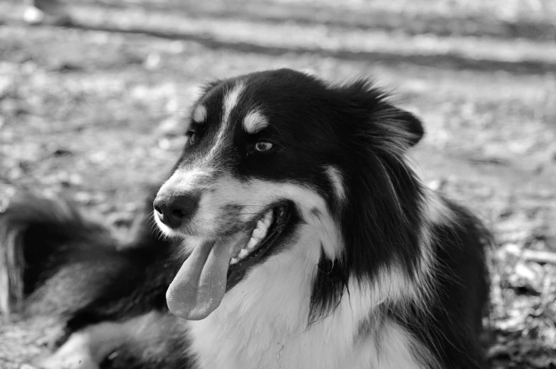 dog laying down in the dirt with its tongue out