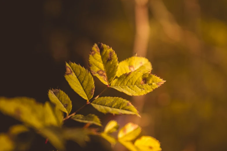 closeup of leaves from a plant on a sunny day