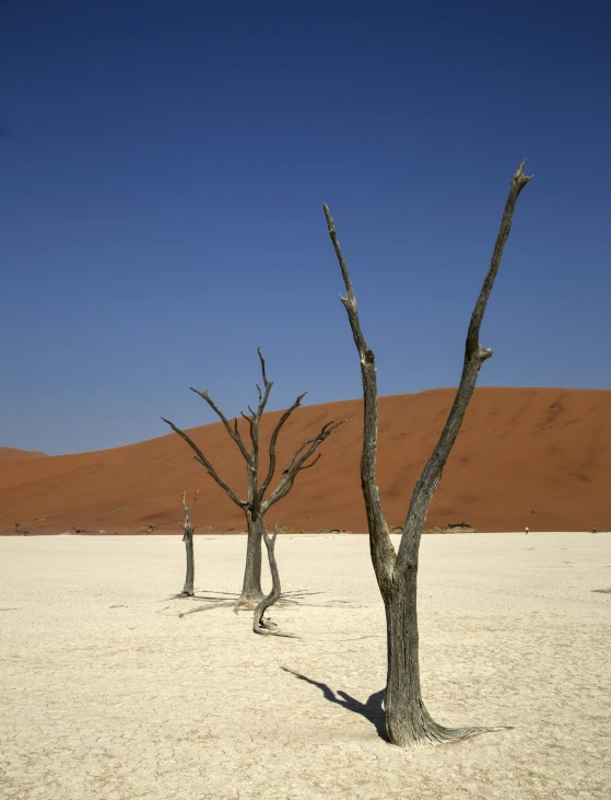 three barren trees on the desert with a blue sky