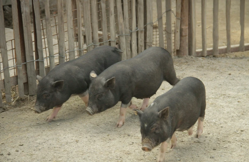 three pigs are shown walking in the dirt