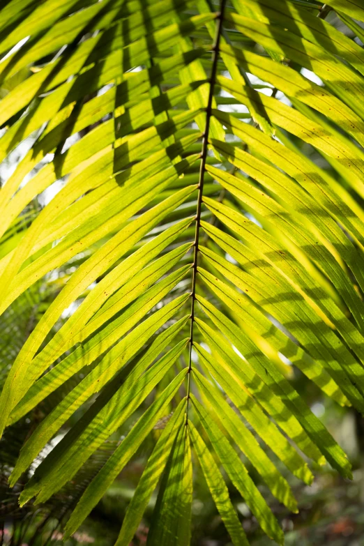 green leaves in the sunlight, with blurred trees in the background