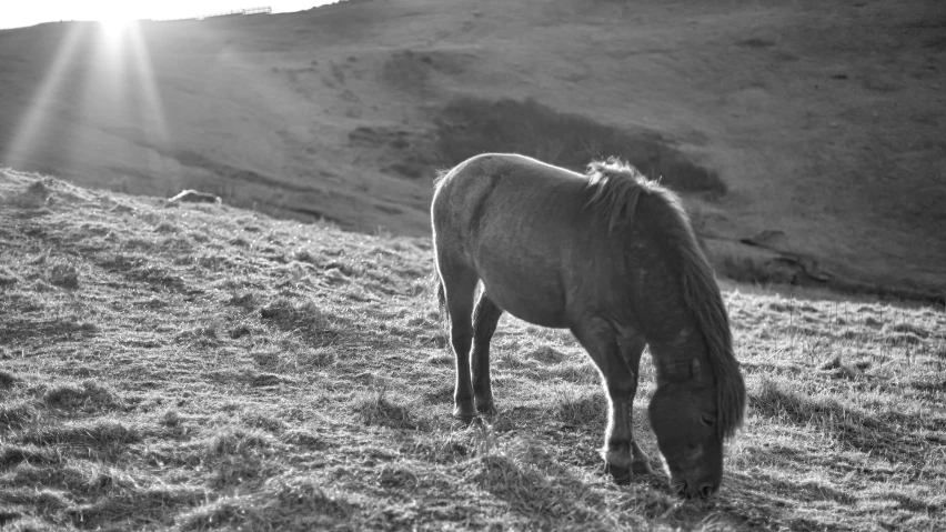 a horse grazing on grass in the mountains