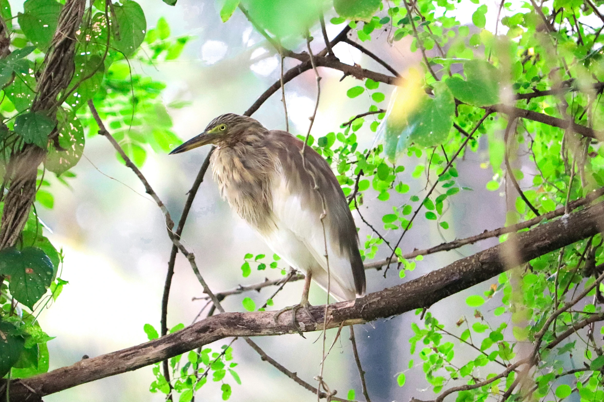 a bird on a nch surrounded by leaves