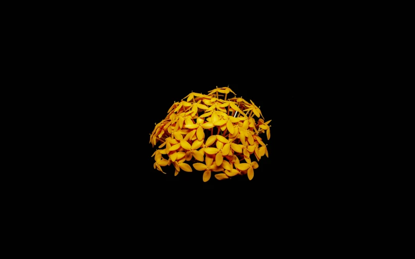 a group of yellow flowers sitting on top of a black surface