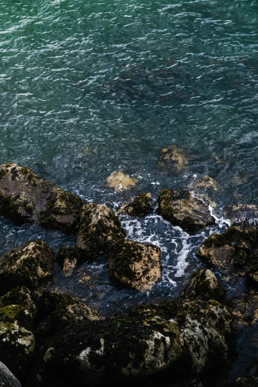 two birds stand near the edge of some rocks