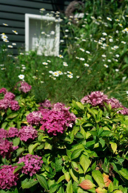 flowers and grass near a house with window