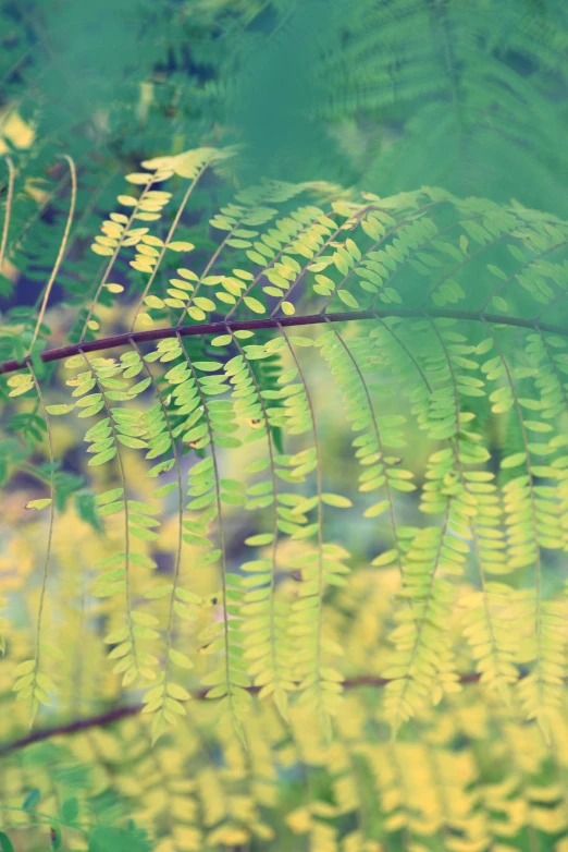 a plant leaf and some bushes outside