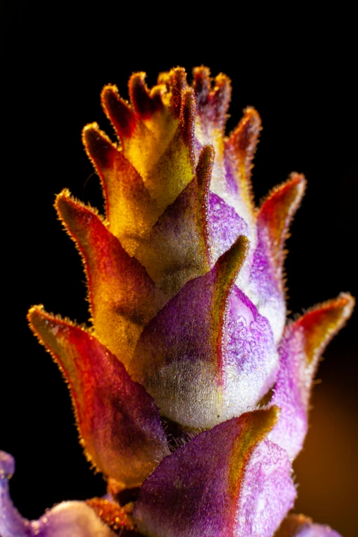the purple and yellow flower is budding from the petals