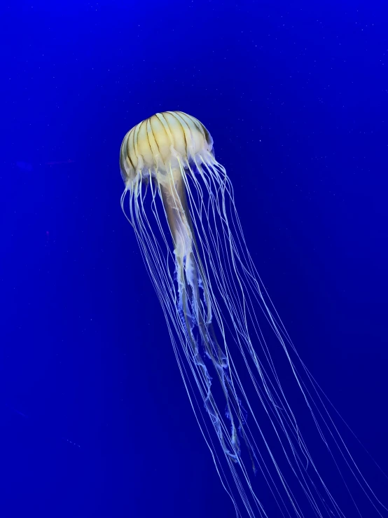 a large white jellyfish swimming in the ocean