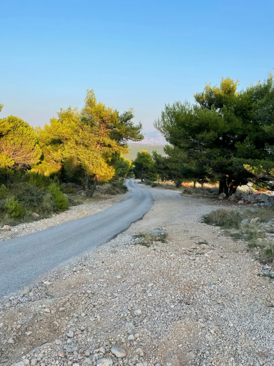 there is a small road lined with lots of trees