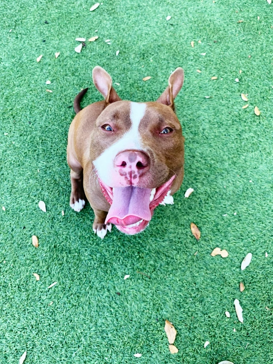 a dog is sitting in a field with its tongue hanging out