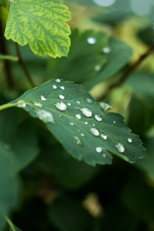 there is a picture of some leaves with water droplets