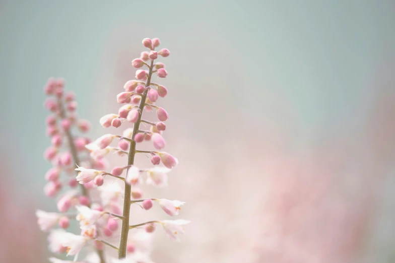 a small bunch of flowers sitting in front of each other