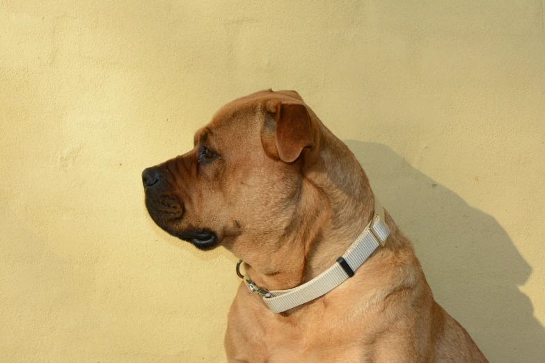a dog is shown with a white collar