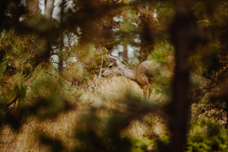 a giraffe is standing in a field surrounded by trees