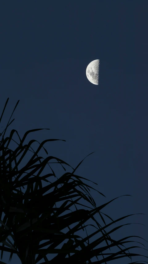 a half moon on the night sky above a palm tree