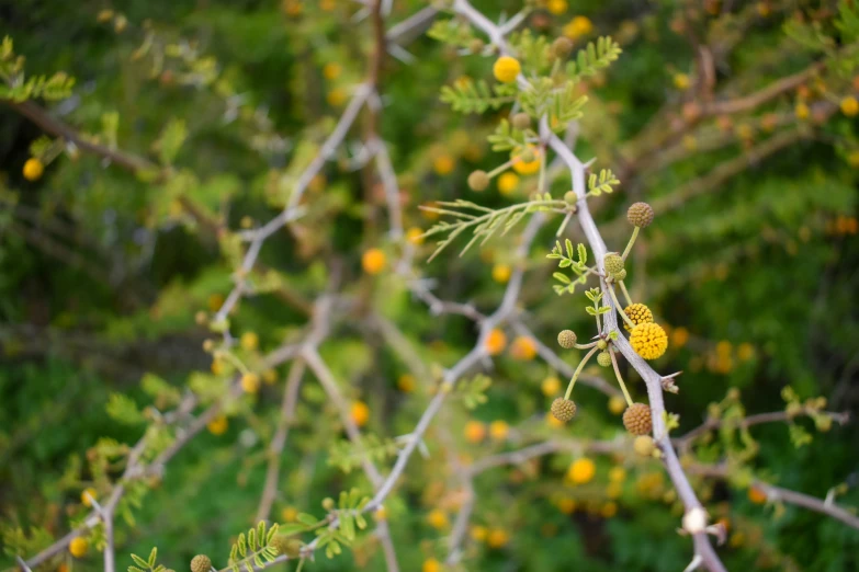 closeup of a tree with yellow leaves and nches