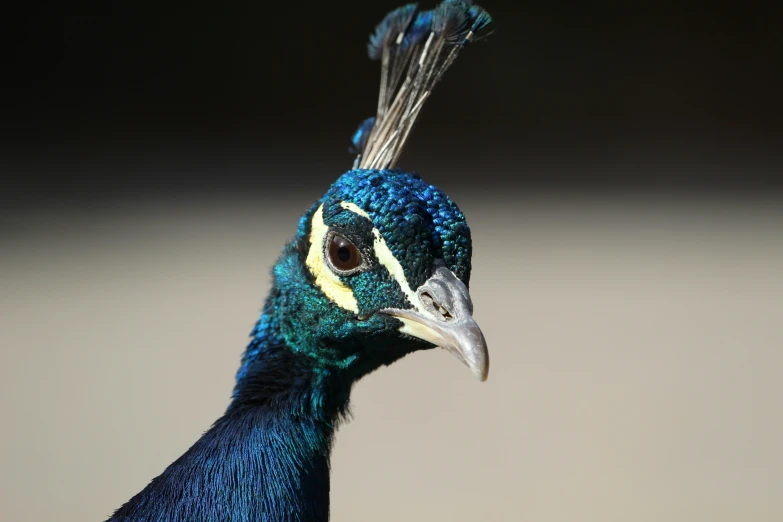 a close - up s of a beautiful bird with a blue bird like head