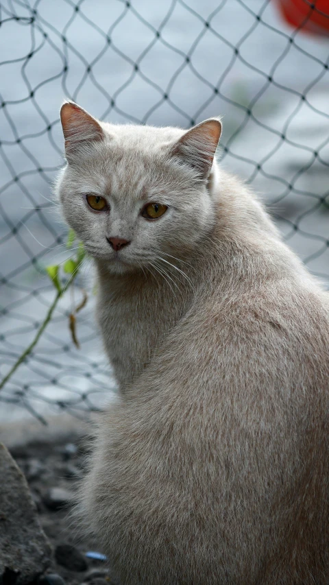 there is a white cat that is sitting