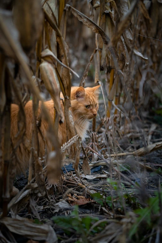 a kitten walks in the woods through dead grass