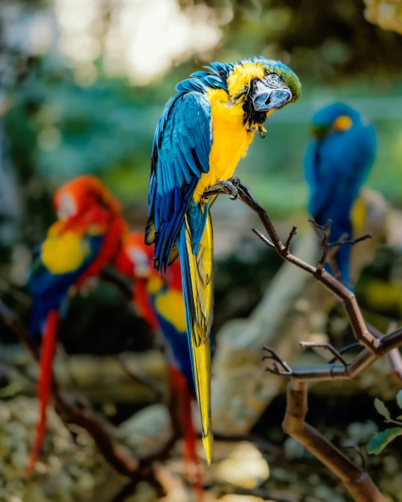 several colorful macaws on a tree limb in a forest