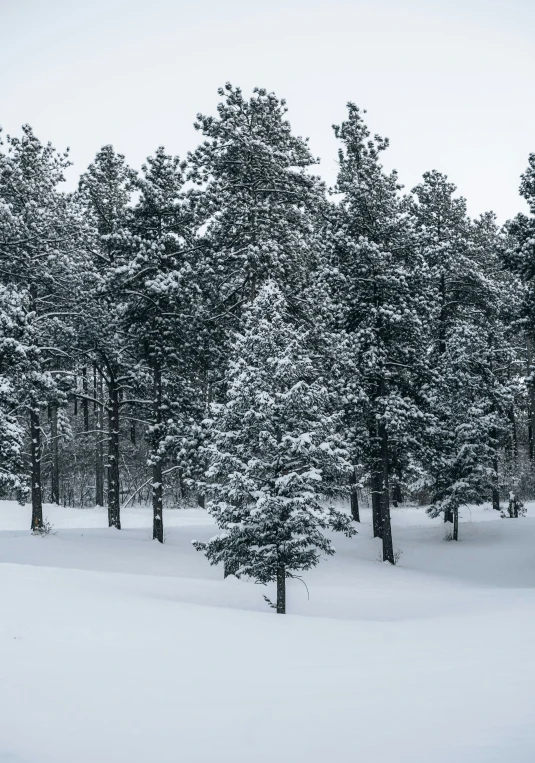 snow covers trees on a large field of snow