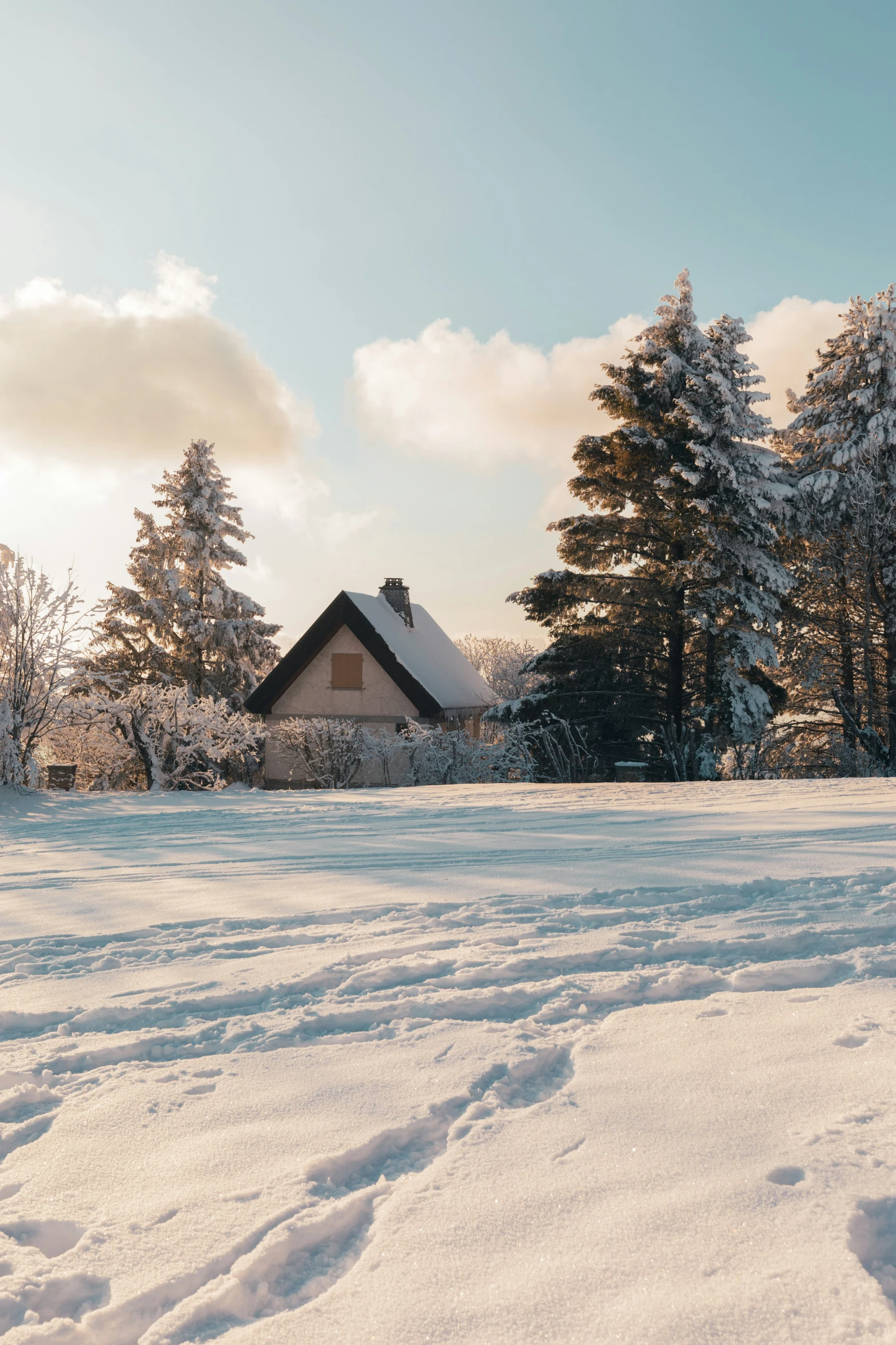 a snow covered ground with trees in the background