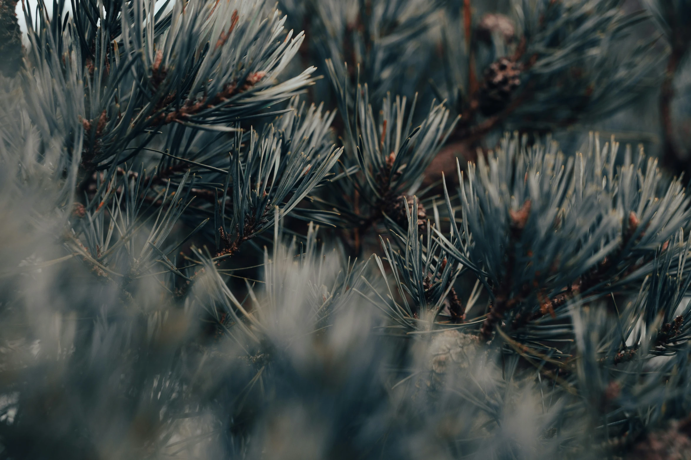 a close - up view of pine needles with a blurry background