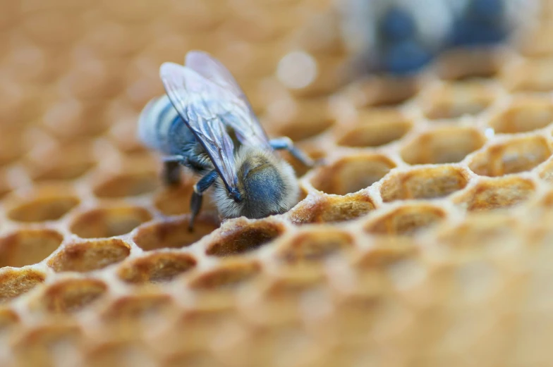 a bee that is sitting on top of some honeycombs