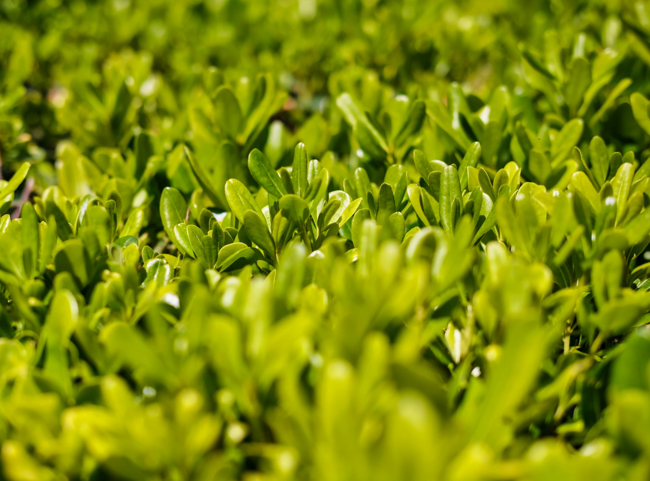 green leaves scattered on the ground and in the air