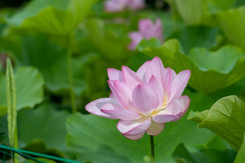 a pink lotus flower in a bed of green leaves