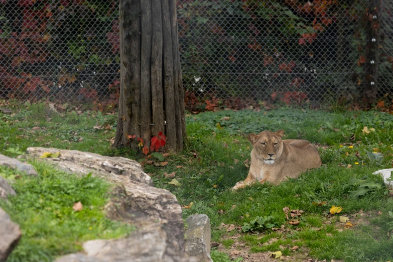 a lion laying down in the grass next to a tree