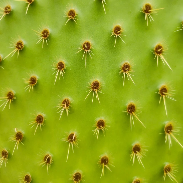 several seed heads on a green cactus