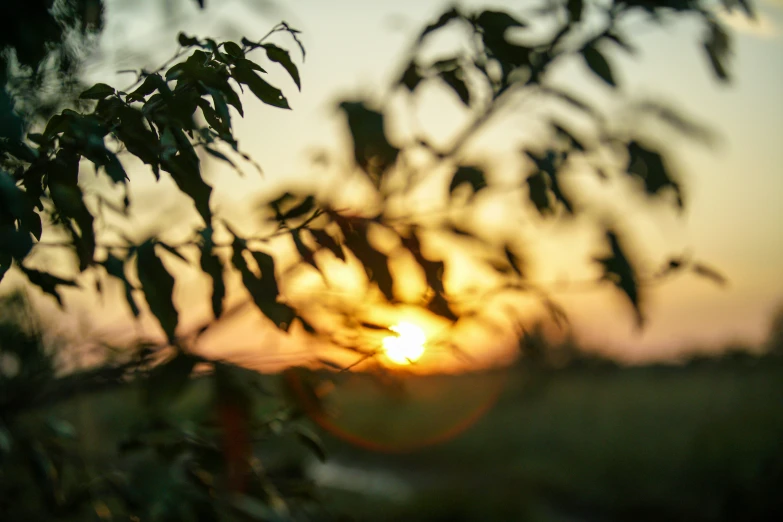 the sun rising over a leafy bush during a sunset