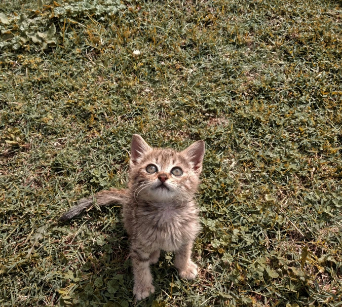 a kitten looks up while sitting on the grass