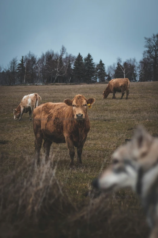 a herd of cattle grazing in the grass