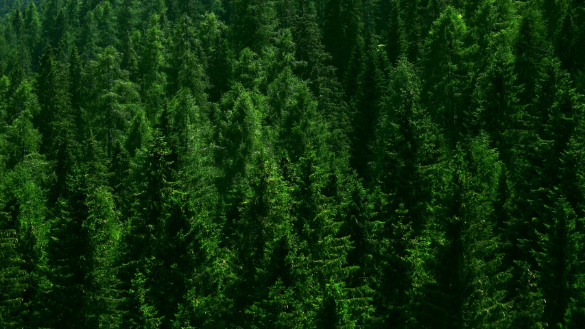 very tall trees with sp leaves and green foliage