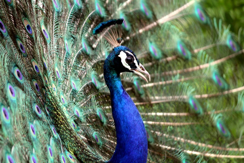 a colorful peacock displays his feathers in full