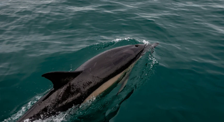 a large black dolphin is swimming out on water