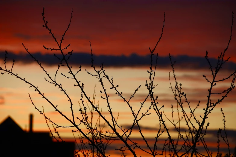 trees without leaves stand in front of the sky